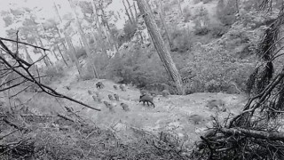 Birçok yaban hayvanı fotokapana takıldı