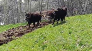 Bu ilçede halen Kara saban kullanılıyor