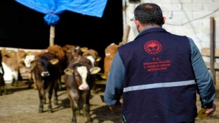 Büyükbaş hayvanlar kenelere karşı ilaçlanıyor