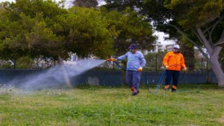 Büyükşehir Belediyesi, zararlı böceklere karşı mücadele başlattı