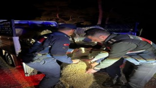 Çalındığı sanılan 15 koyunu jandarma ekipleri buldu