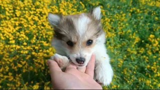 Çiçekler arasında oynayan sevimli köpeklerin halleri gülümsetti