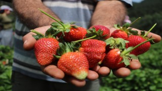 Çilek yurtdışına 50 yurt içine 80 TL'den satılıyor