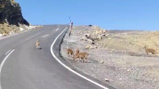 Çukurcada dağ keçileri sürü halinde görüntülendi