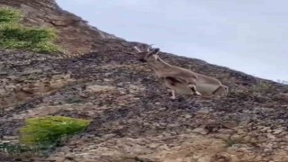 Dağ keçileri Palu Kalesini mesken tuttu