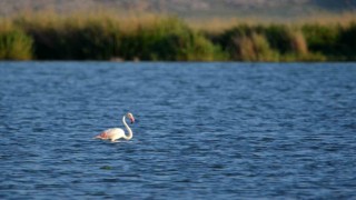 Doğa harikası Akgöl flamingoları ağırlıyor