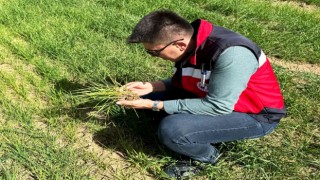 Dumlupınarda hububat ekili arazilerde ürün gelişim, hastalık ve zararlı kontrolleri