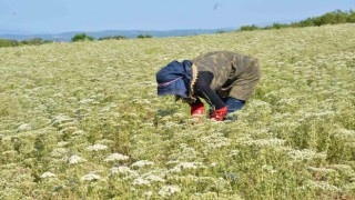 Dünyanın kekik ihtiyacı Denizliden karşılanıyor