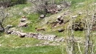 Elazığda dağ keçileri görüntülendi