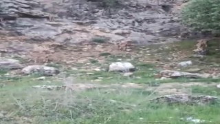 Elazığda koruma altındaki dağ keçileri sürü halinde görüntülendi