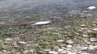 Elazığda martı ölümleri tedirginlik yaşattı