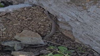 Elazığda zehirli kocabaş yılanı görüntülendi