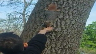 Emirgan Korusunda bir çocuk ağaçtaki sincabı elleriyle besledi