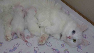 En güzel Van kedisi ‘Mia üçüncü kez anne oldu