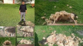 Erzincanda başıboş köpeklerin saldırdığı 7 koyun telef oldu