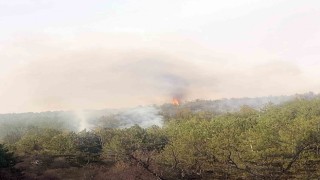 Eskişehirde çıkan orman yangınında 1 hektarlık alan zarar gördü