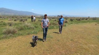 Fermalı av köpekleri 3üncü kez yarıştı