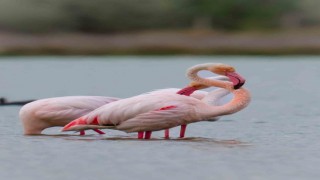 Flamingolar Akkaya Barajında