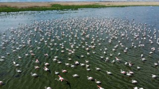 Flamingolar bu yıl da Eber Gölünde geçici olarak konakladı