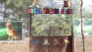 Gaziantep Büyükşehir Belediyesi Sokak Hayvanlarını Soğuktan Koruyor