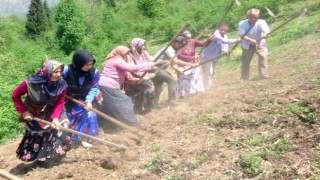 Giresunun Çanakçı ilçesinde asırlık imece geleneği yaşatılıyor