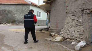 Gölbaşı Belediyesi sokak hayvanlarını aşıladı