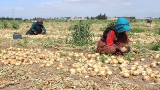 Hatay'da soğan hasadı başladı