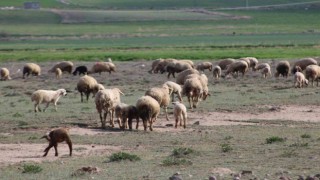 Havalar ısındı koyunlar meralara çıktı