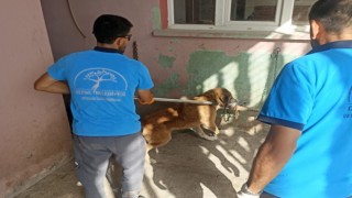 Hayvanlara saldıran köpeğin kuduz olduğu tespit edildi.