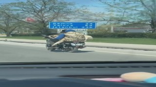 Hem kendi canlarını hem köpeği tehlikeye attılar