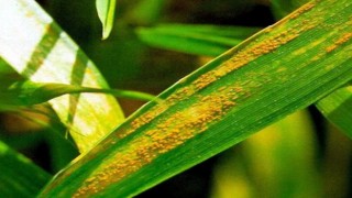 Hububatta küllenme, kök boğazı ve sarı pas alarmı