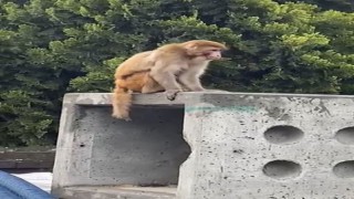 İstanbulda firari maymun görenleri şaşkına çevirdi