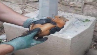 İtfaiyeden sincap kurtarma operasyonu