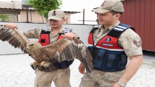 Jandarma ekiplerinden yavru kartala şefkat eli