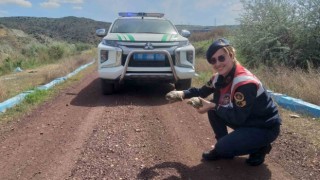 Jandarma ekiplerinin kaplumbağa mesaisi