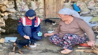 Jandarmadan sokak hayvanları için ‘Bir gün değil, her gün mesajı