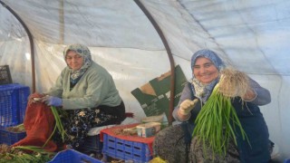 Kadınların çamurdan temizlediği yeşil soğan sofraları süslüyor