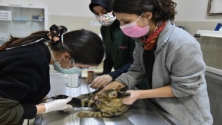 Karadenizin kamuya ait tek hayvan hastanesinde 6 bin 580 hayvan tedavi edildi