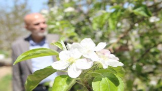 Karamanda 15 milyon elma ağacı aynı anda çiçek açtı
