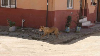 Kasabı uyutan anne köpek gözünü kırpmadan eti alıp gitti