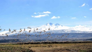 Kayserinin doğal kuş cenneti baharı müjdeliyor