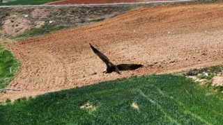 Kırıkkalede ortaya çıktı, dron ile görüntülendi: Kızıl tuygun çiftçilerin dostu oldu