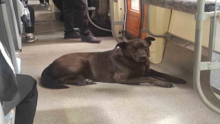 Köpeğin tramvayla seyahati ilgi çekti