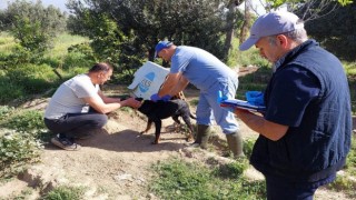 Kuyucakta kedi ve köpeklere kuduz aşısı yapıldı