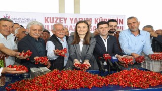 Kuzey yarımkürenin ilk kirazının hasat edildiği Manisada üretici umutlu