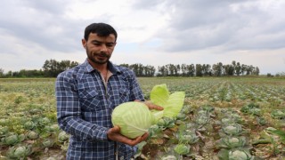 Lahana elinde kalınca ücretsiz köylüye dağıttı