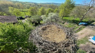 Leyleklerin yuvası yıkılmaktan kurtarıldı