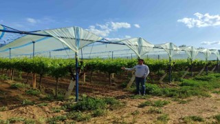 Manisanın dünyaca ünlü üzüm bağları örtüyle koruma altına alınıyor