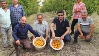 Mersinde açık alanda kayısı hasadı başladı