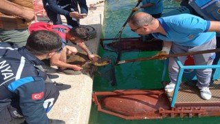 Misinaya dolanan caretta için seferber oldular